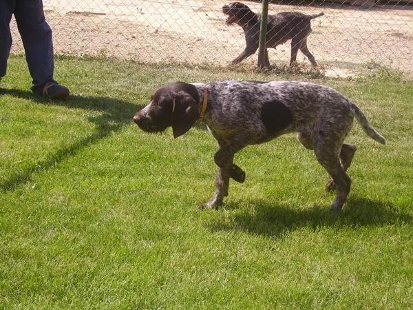 venta de cachorros drhathaar
