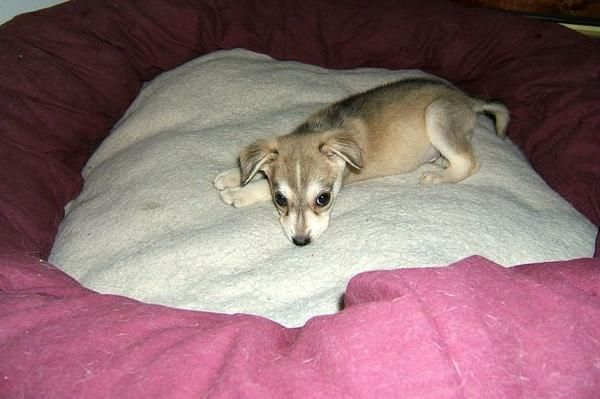 13 semanas de edad femenina Siberian Husky