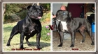 Excelente camada Staffordshire bull terrier - mejor precio | unprecio.es