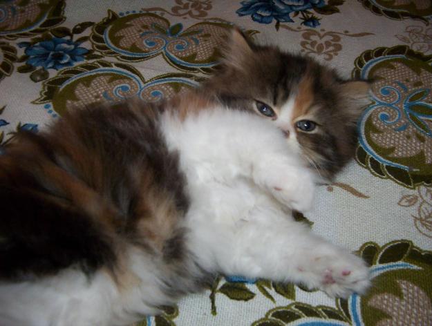 gatitos persa