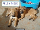 SE REGALAN 2 CACHORROS AMERICAN 4.5 MESES - mejor precio | unprecio.es