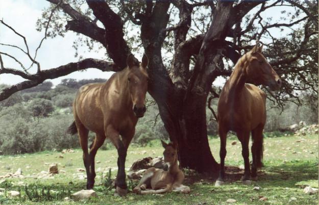 vendo caballos, yeguas, potros y potras de pura raza española