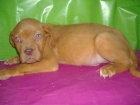 Venta de Cachorritos de DOGO DE BURDEOS - con PEDIGREE - mejor precio | unprecio.es