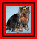 yorkshire terrier cachorritos - mejor precio | unprecio.es