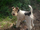 600  FOX TERRIER pelo duro para Expo o Particular - mejor precio | unprecio.es