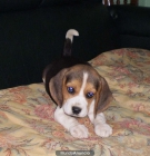 Beagles, gran camada - mejor precio | unprecio.es