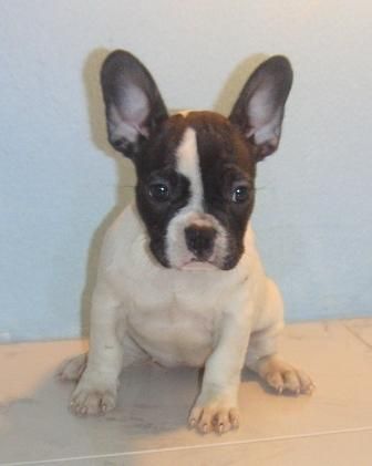 BULLDOG   FRANCES   465 c/u