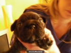 bulldog frances se vende - mejor precio | unprecio.es