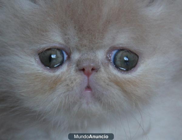 gatito persa crema muy bonito