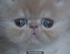 gatito persa crema muy bonito - mejor precio | unprecio.es