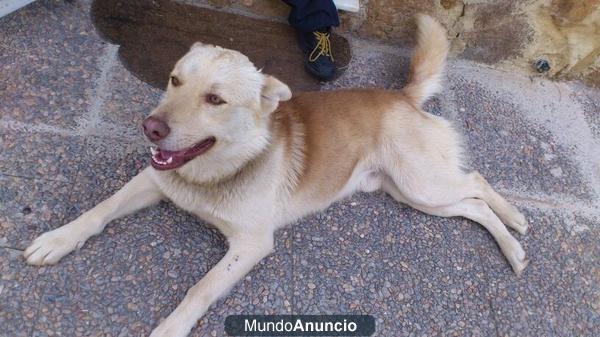 IMPRESIONANTE HUSKY BUSCA FAMILIA