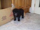 monisima hembrita caniche toy negra - mejor precio | unprecio.es