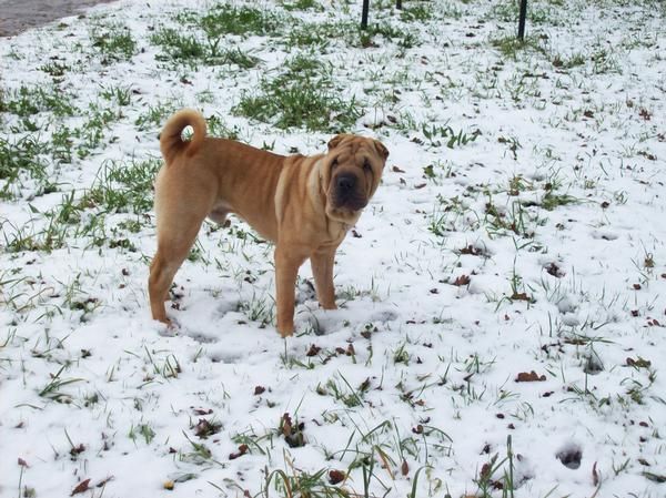 ofrezco shar pei