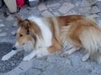 SE BUSCA, LUNA ROUGH COLLIE HEMBRA DESAPARECIDA - Vilar Formoso ( Portugal) - Salamanca