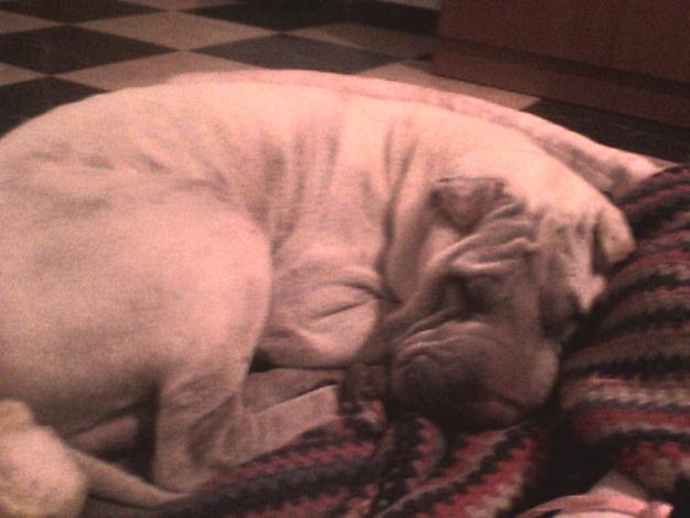 SHAR-PEI BUSCA HOGAR