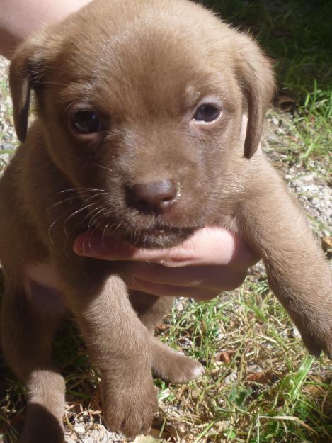 Vendo cachorros