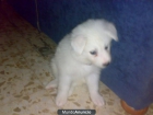 VENDO SAMOYEDOS - mejor precio | unprecio.es