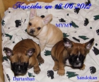 VENTA DE CACHORROS BULDOG FRANCES - mejor precio | unprecio.es