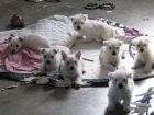 West Highland White terrier cachorros - mejor precio | unprecio.es