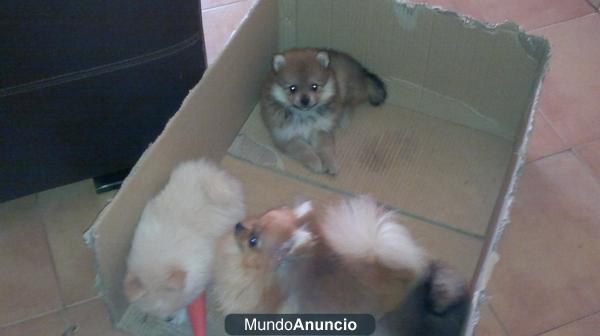 ¿Quieres un Lulú de Pomerania?