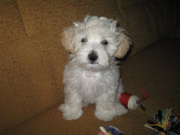 se vende caniche a coruña