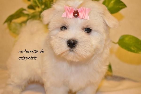 bichon maltes linea americana