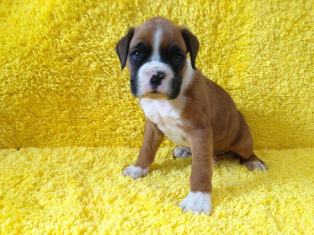 Boxer mahnificos cachorritos listos para entregar