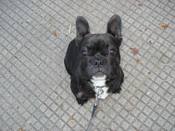 Bulldog Francés para montas (649391455)