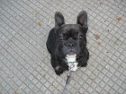 Bulldog Francés para montas (649391455) - mejor precio | unprecio.es