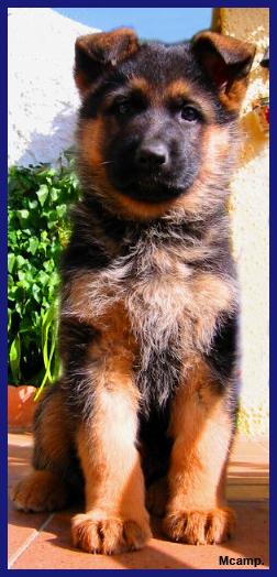Cachorro Ceppa de Pastor Alemán.