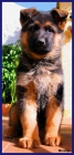 Cachorro Ceppa de Pastor Alemán. - mejor precio | unprecio.es