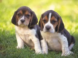 Camada Beagle