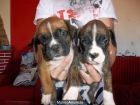 CAMADA DE BOXER - mejor precio | unprecio.es
