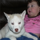 CKC Siberian Huskies BEBES, - mejor precio | unprecio.es