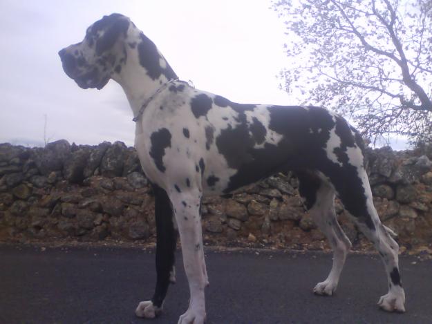 DOGO ALEMAN