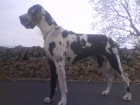DOGO ALEMAN - mejor precio | unprecio.es