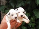Excelente camada de dalmata - mejor precio | unprecio.es