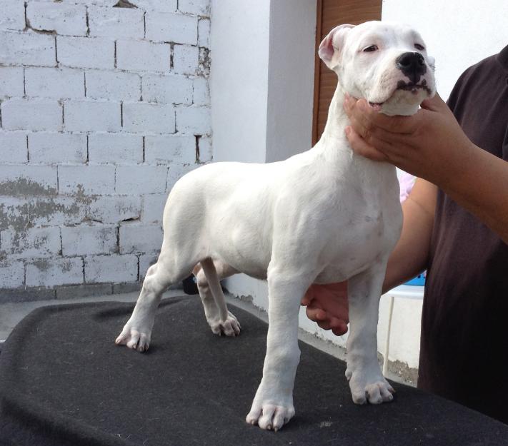 exclente camada de dogos argentinos de las primeras lineas !!!!!