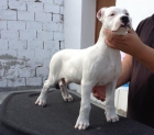 exclente camada de dogos argentinos de las primeras lineas !!!!! - mejor precio | unprecio.es
