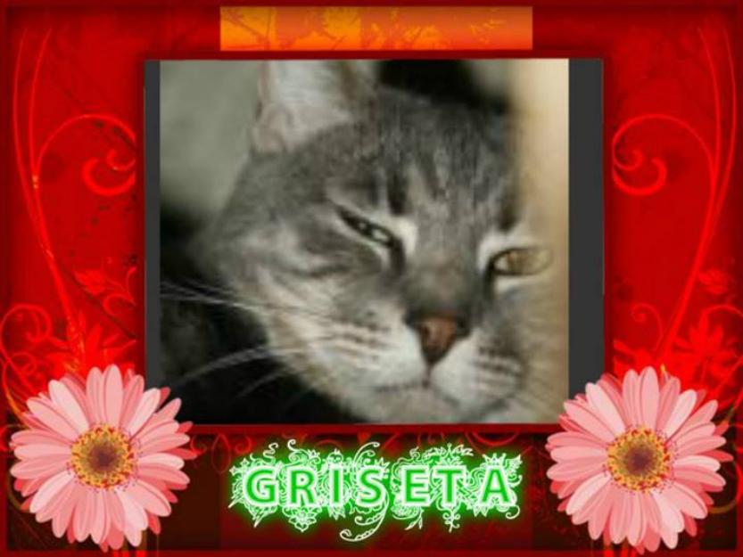 Griseta, gata tranquila y buena en adopción