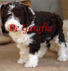 Perro de Agua Español cachorros, exc. pedigri De todos los colores - mejor precio | unprecio.es