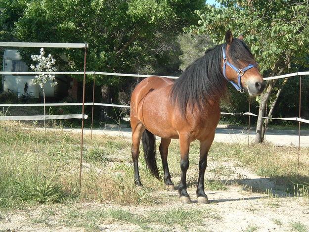 Poni Jaca Navarra