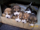preciosa camada de beagles - mejor precio | unprecio.es