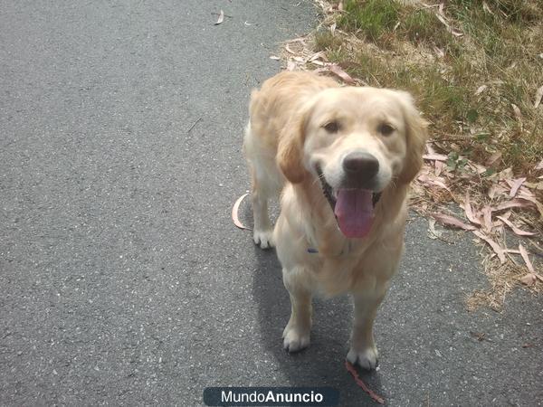 Se ofrece Golden Retriever precioso para Montas