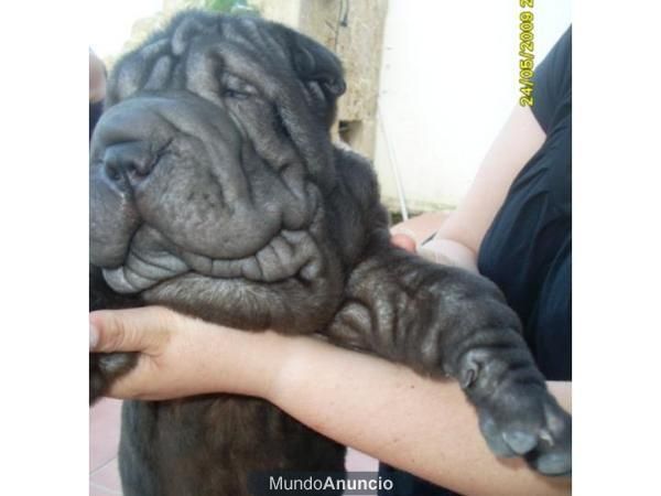 shar pei ,sharpei negro con genes azules