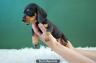 Teckel Miniatura fantasticos cachorritos de alta calidad - mejor precio | unprecio.es
