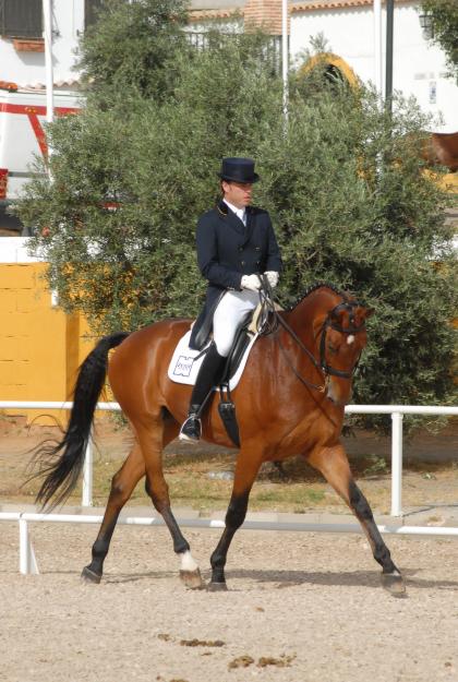 vendo caballo doma clasica intermedia iniciado gran premio