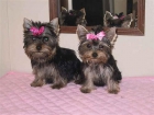 Yorkie cachorros de buen hogar - mejor precio | unprecio.es