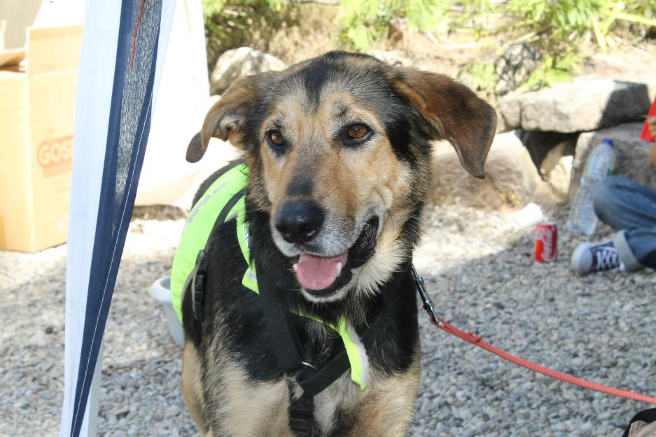 adopcion perro