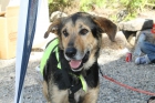 adopcion perro - mejor precio | unprecio.es